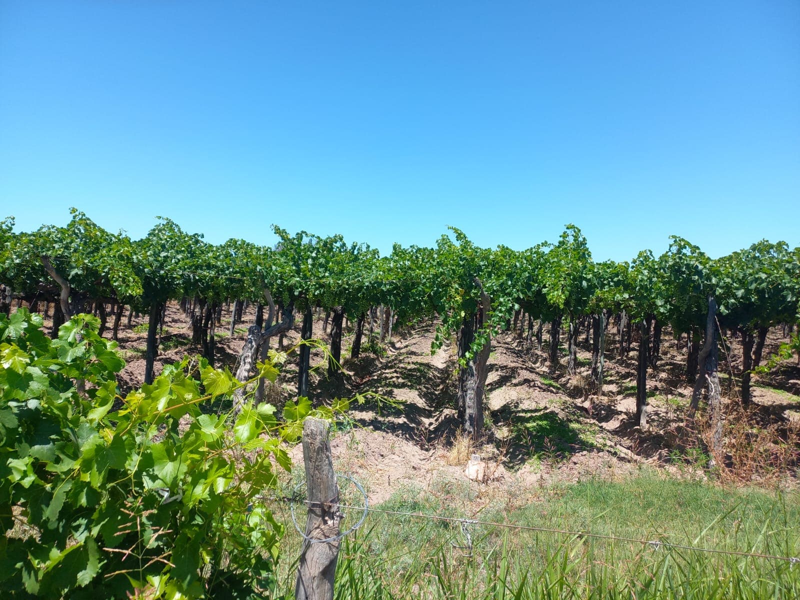 Finca 25 hectáreas en palmira